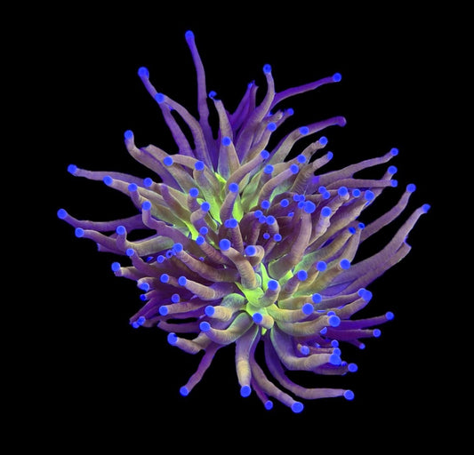 WYSIWYG 24k NY Knicks Torch 4" (TWO HEADS!)