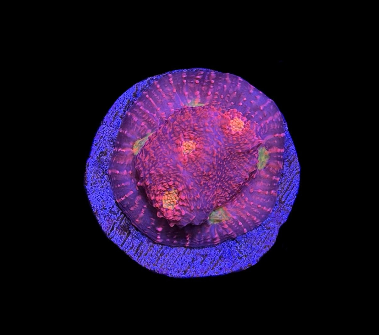 WYSIWYG Pink Boobies Chalice 1.5"