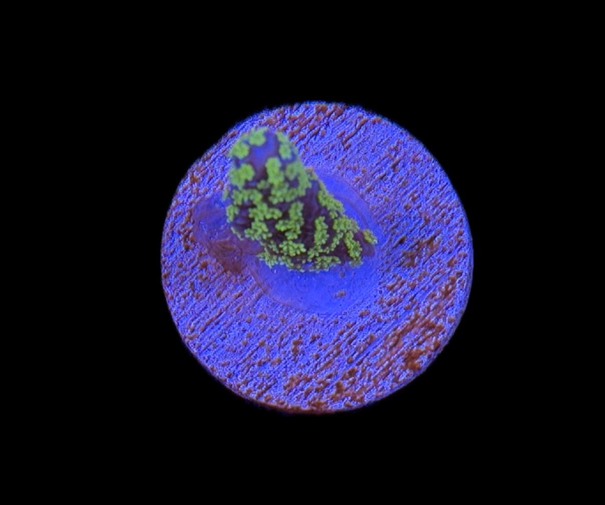 WYSIWYG Tubbs Stellata Montipora 2"