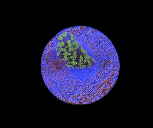 WYSIWYG Tubbs Stellata Montipora 2"