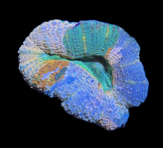 WYSIWYG Master Lobophyllia 3.5" (ONE OF A KIND!)