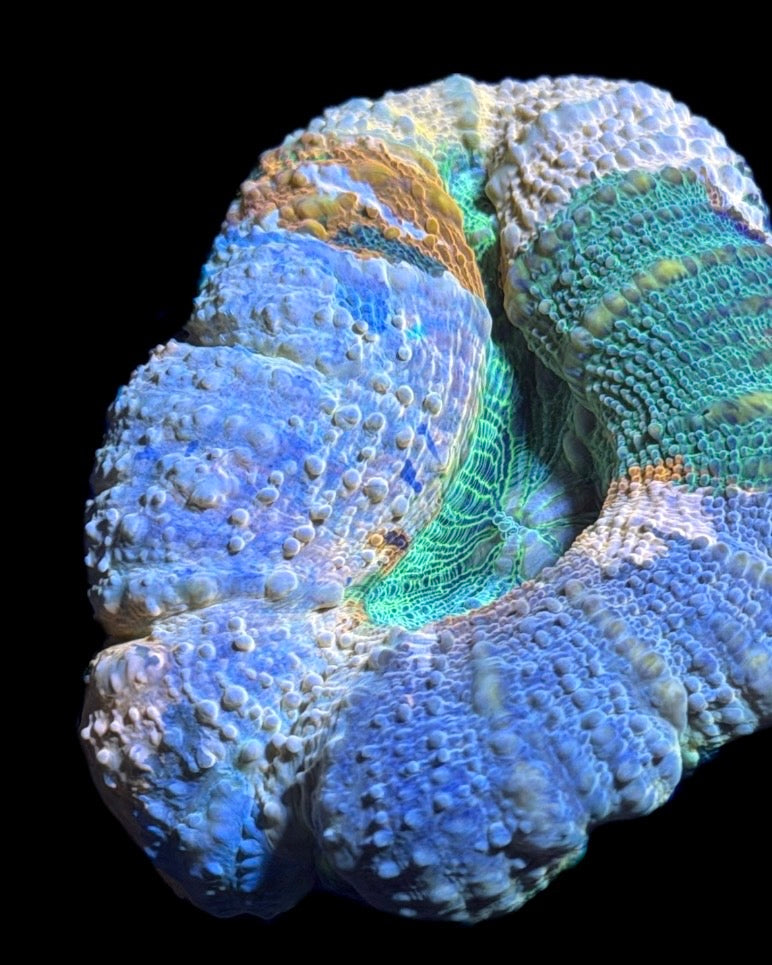 WYSIWYG Master Lobophyllia 3.5" (ONE OF A KIND!)