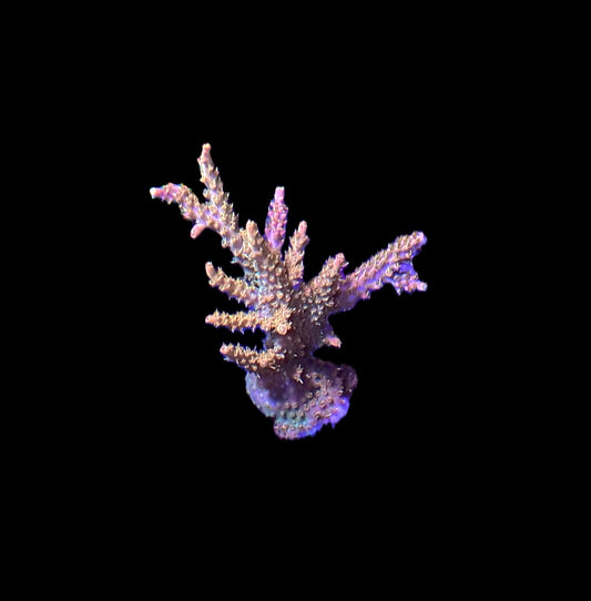 WYSIWYG Princess Peach Acropora Mini Colony