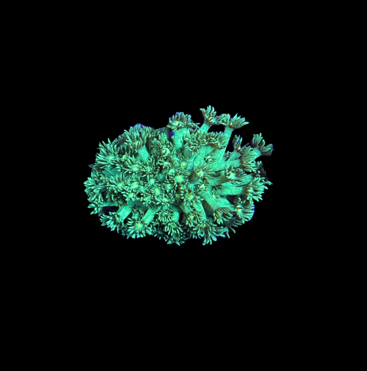 WYSIWYG Perfect Green Goniopora Coral 2.5"