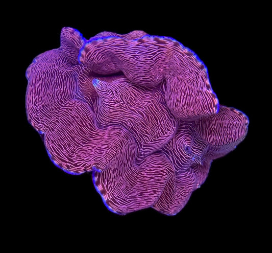 WYSIWYG ORA XL Ultra Derasa Clam 5"