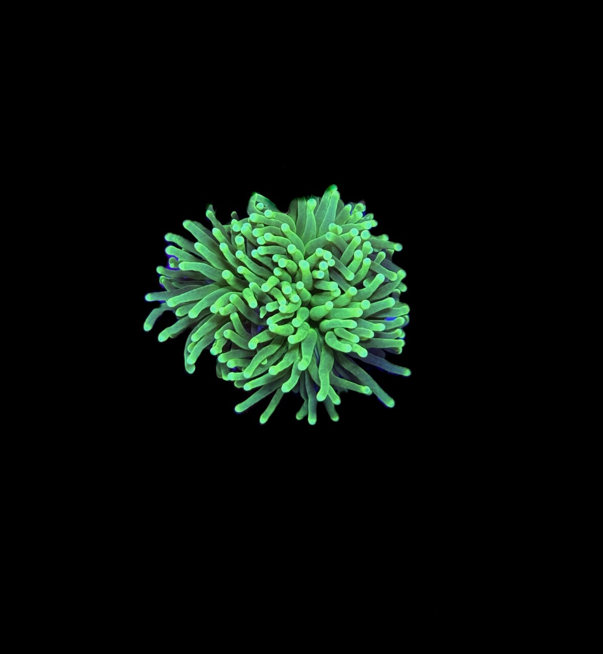 WYSIWYG Mean Green Torch Coral 2.5"