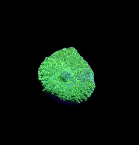 WYSIWYG Green Hulk Rhodactis Mushroom Coral