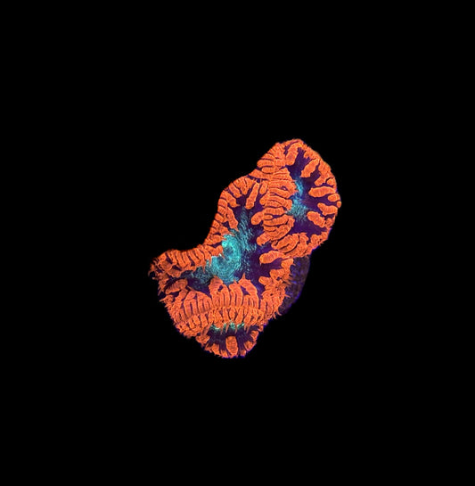 WYSIWYG Large Polyp Blastomussa Coral Frag (BRIGHT!)