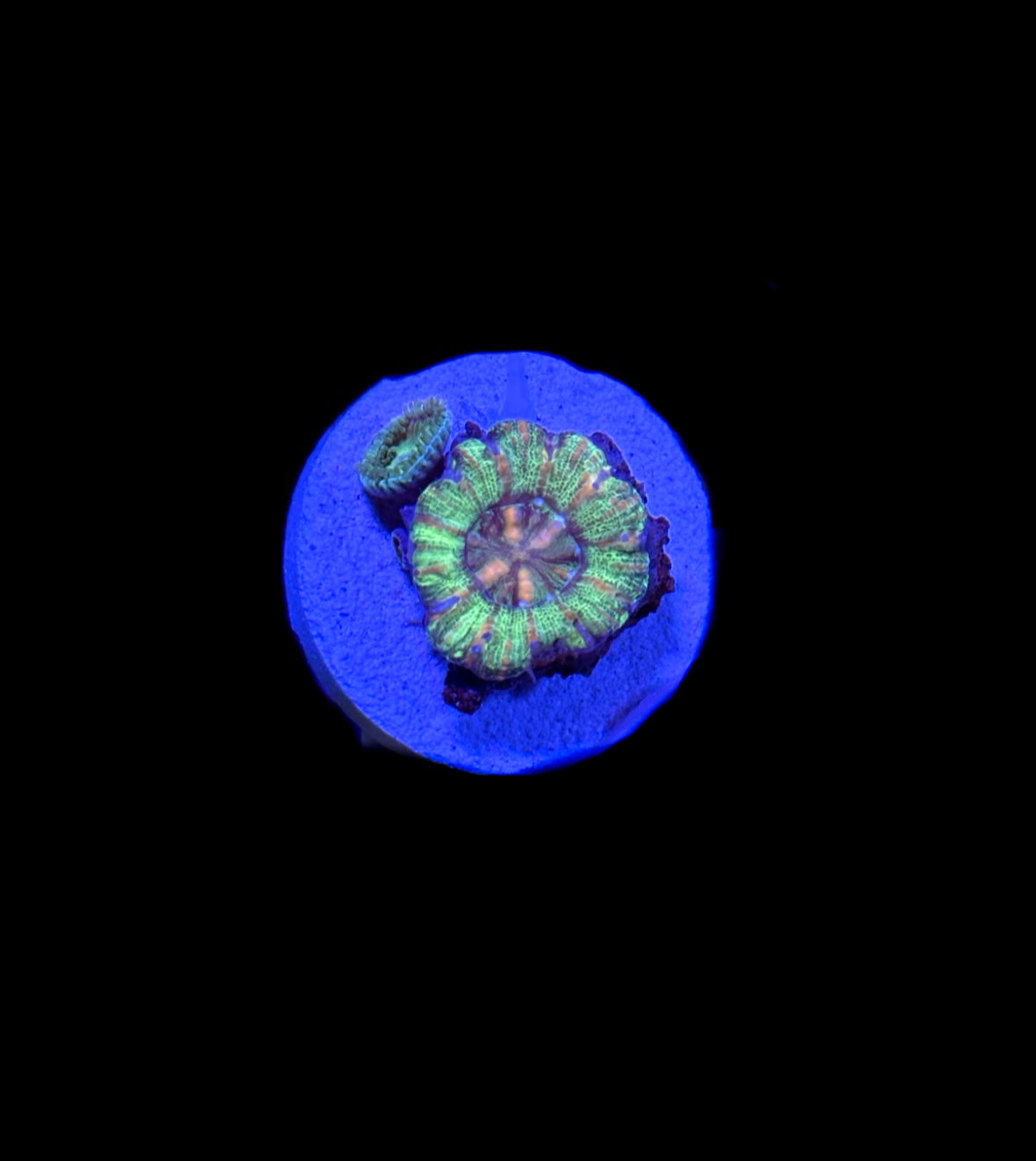 WYSIWYG Rainbow Button Scolymia Coral