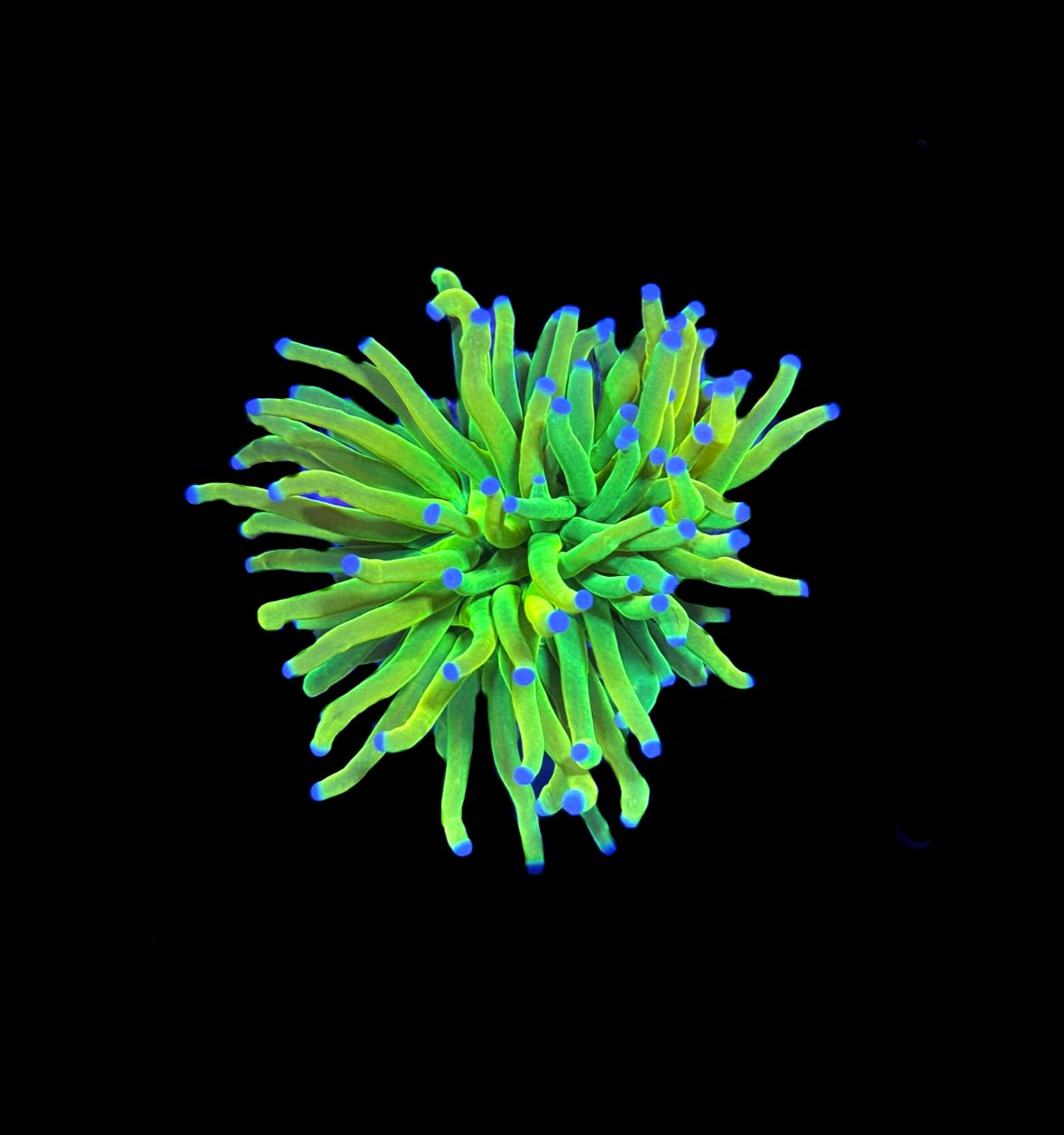 WYSIWYG Holy Grail Torch Coral 3.5" (BRIGHT!)