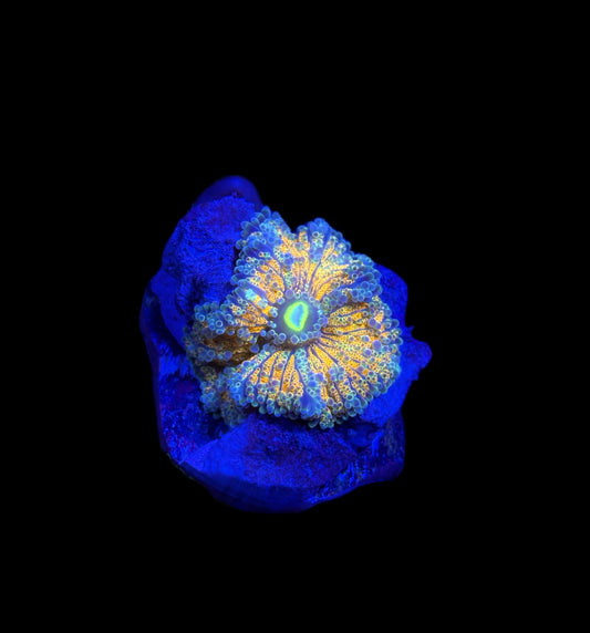 WYSIWYG Rainbow Yuma Mushroom Coral 2" (WOW!)