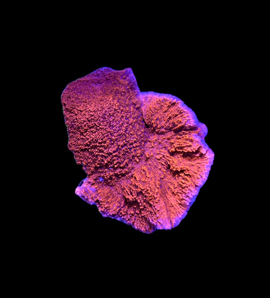 WYSIWYG Orange/Red Montipora Coral Colony 4"