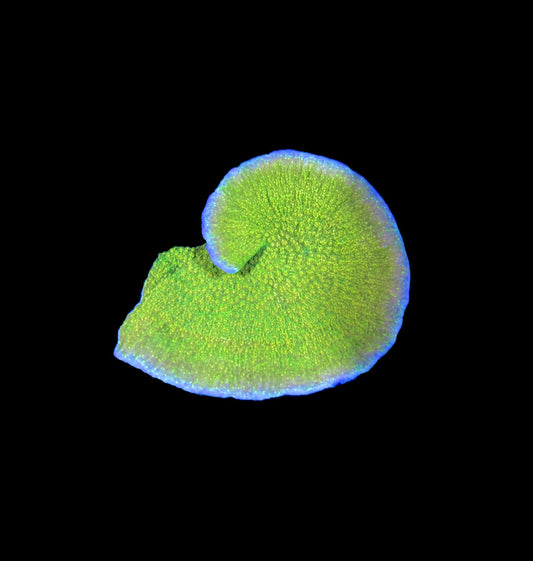 WYSIWYG WWC Grafted Montipora Coral Colony 4"