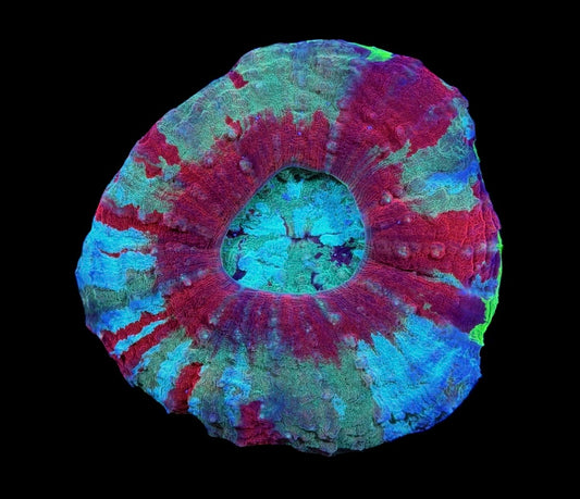 WYSIWYG Rainbow Nuke Scolymia  3" (ONE OF A KIND!)