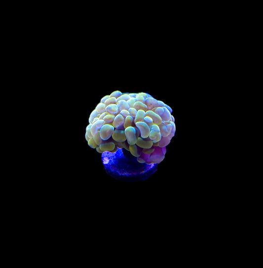 WYSIWYG Rainbow Hammer Coral (WOW!)