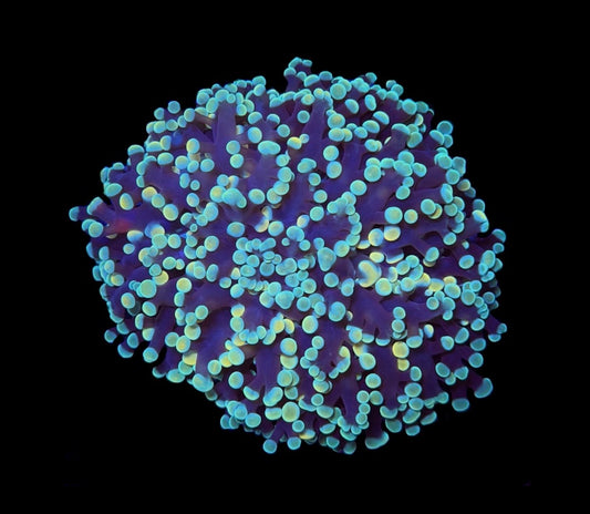 WYSIWYG Ultra Rainbow Kingspawn 3.5" (RARE!)