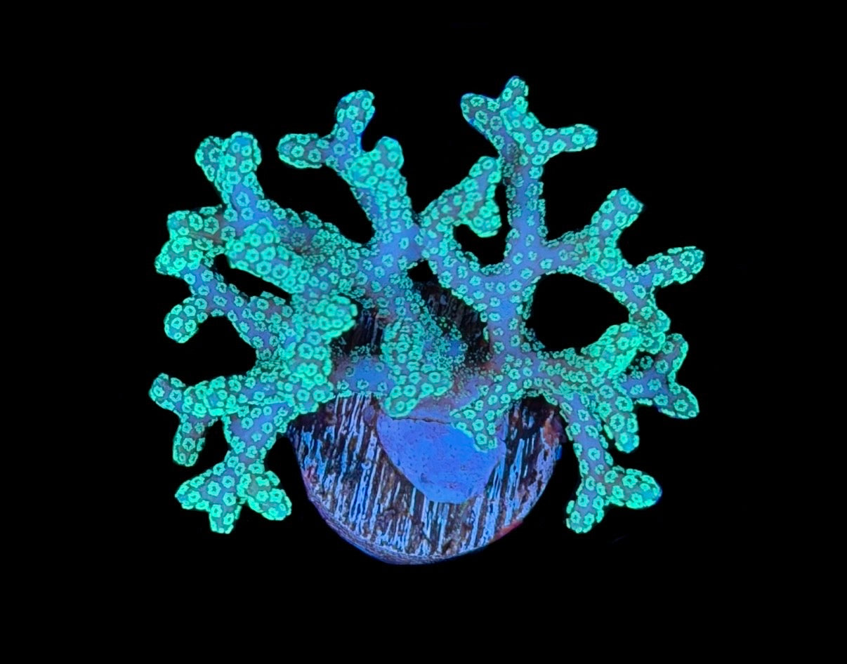 WYSIWYG ORA Teal Birdnest 2"