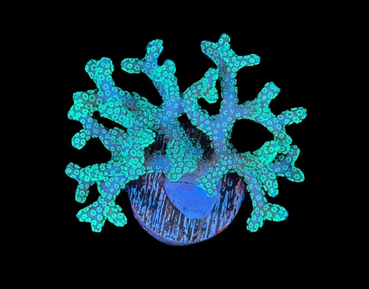 WYSIWYG ORA Teal Birdnest 2"