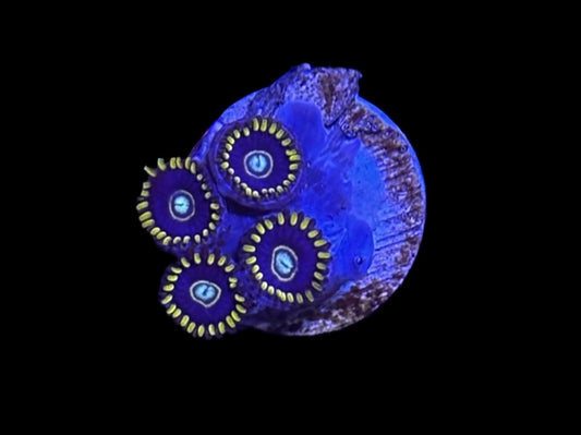 WYSIWYG Purple Hornet Zoanthids