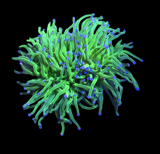 WYSIWYG Todd's Torch (TWO HEADS!) 3.5"