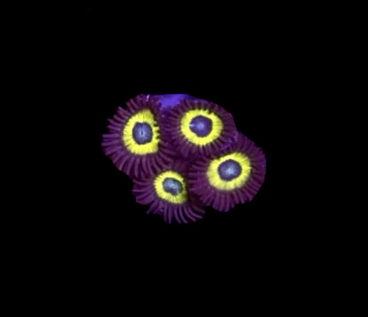 WYSIWYG Black Bella Zoanthids