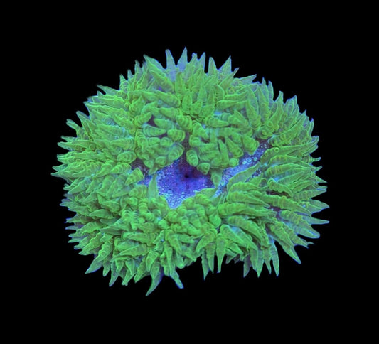 WYSIWYG Ultra Rock Flower Anemone 2.5"