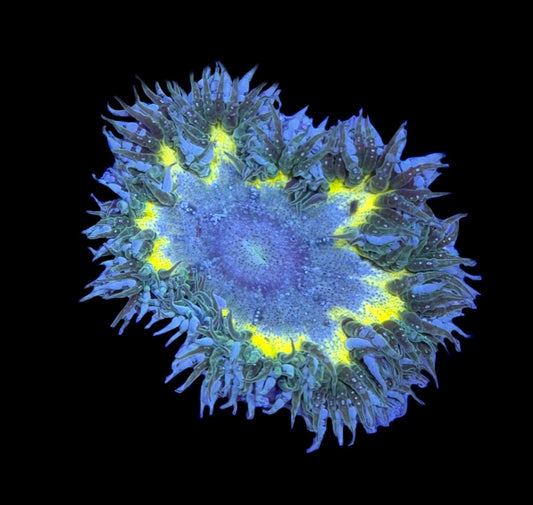 WYSIWYG Ultra Rock Flower Anemone 2.5"