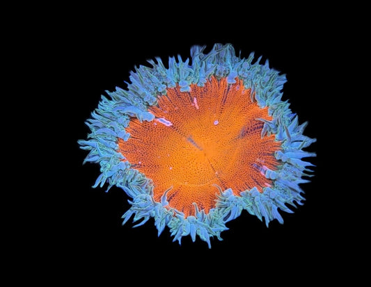 WYSIWYG Ultra Rock Flower Anemone 2"