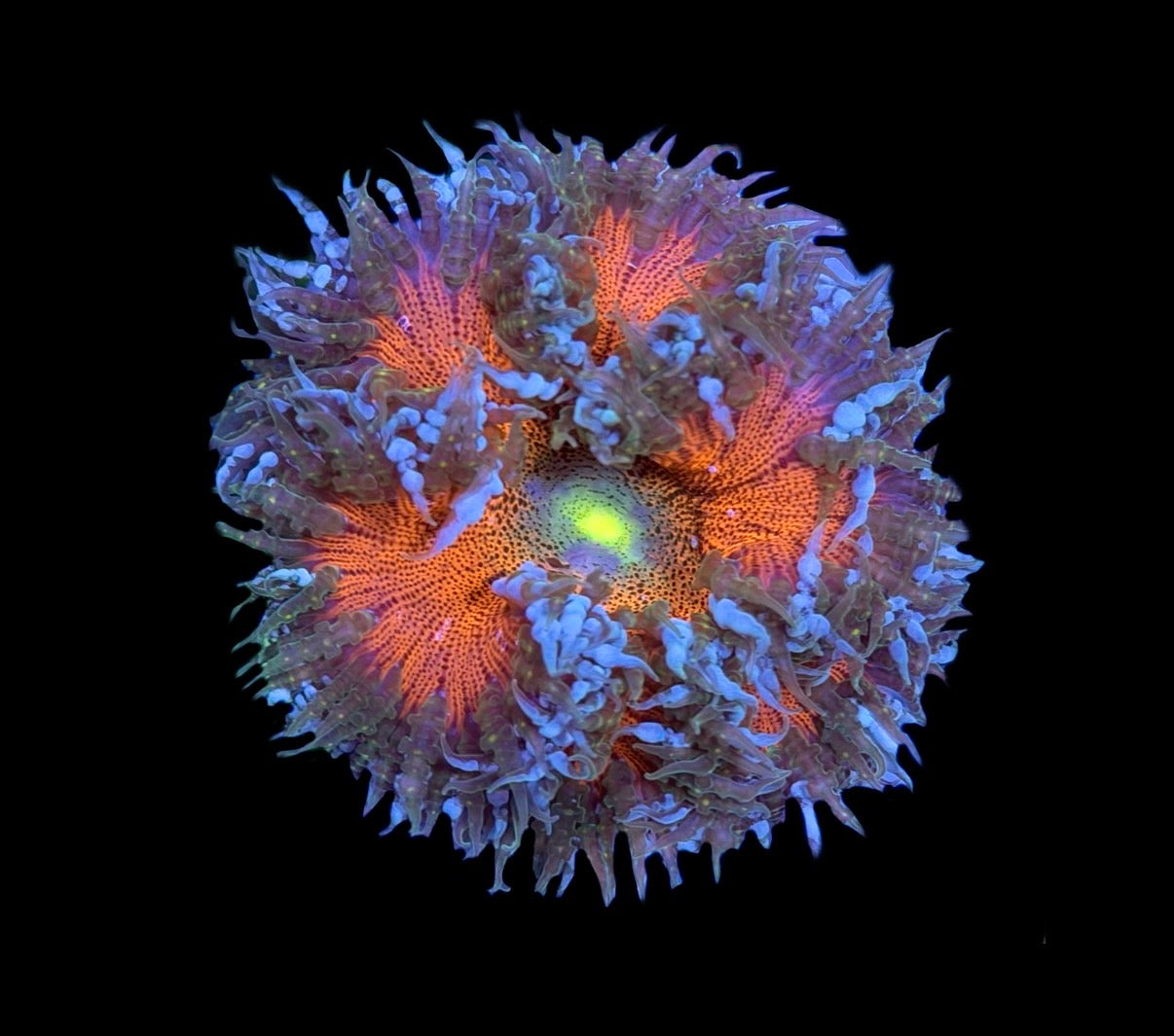 WYSIWYG Ultra Rock Flower Anemone 2.5"