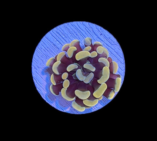 WYSIWYG Rainbow Gold Hammer 1"