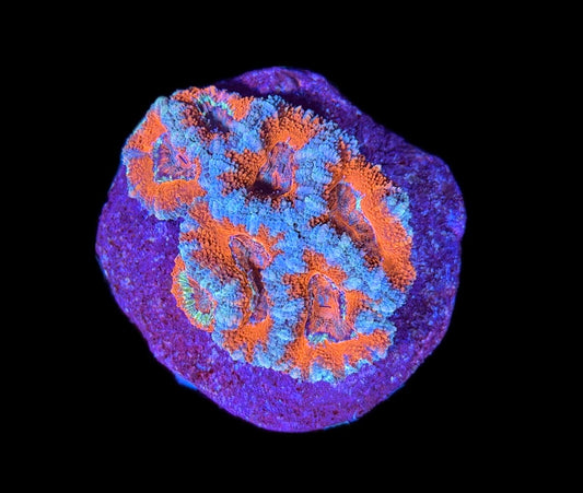 WYSIWYG Ultra Rainbow Acan Mini Colony 3"