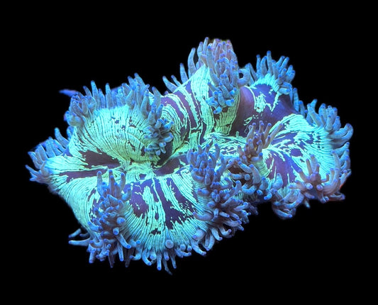 WYSIWYG Ultra Indo Elegance 4"