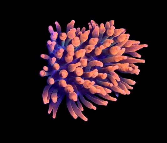 WYSIWYG Black Widow Bubble Tip Anemone 2.5"