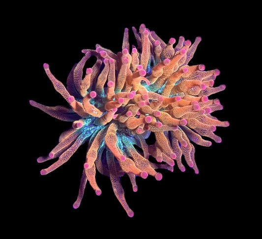 WYSIWYG Pink Tip Rainbow Bubble Tip Anemone 2.5"