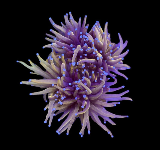 WYSIWYG 24k Indo Gold Torch 4" (TWO HEADS)