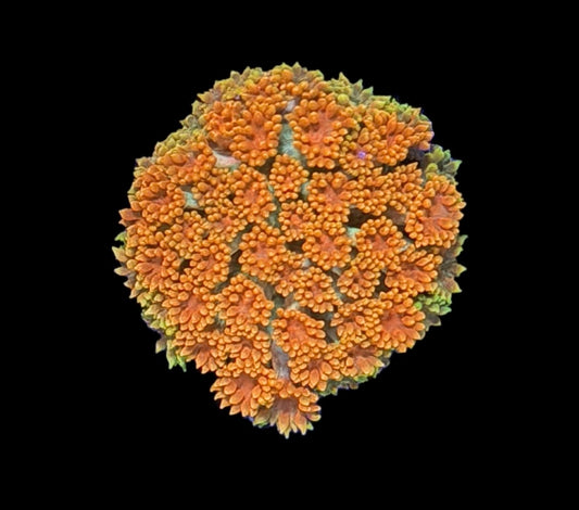 WYSIWYG Burning Sunset Micro Goniopora 1" (WOW!)