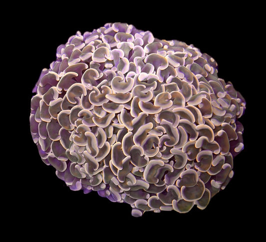 WYSIWYG Peach Rainbow Wall Hammer Colony 4.5" (WOW!)