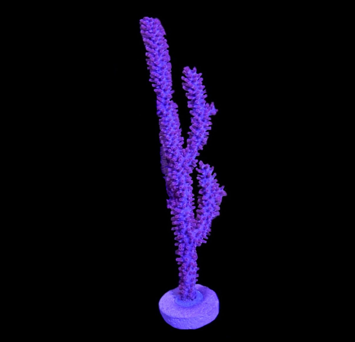 WYSIWYG Purple Candelabra Gorgonian/ Sea Fan 4.5"