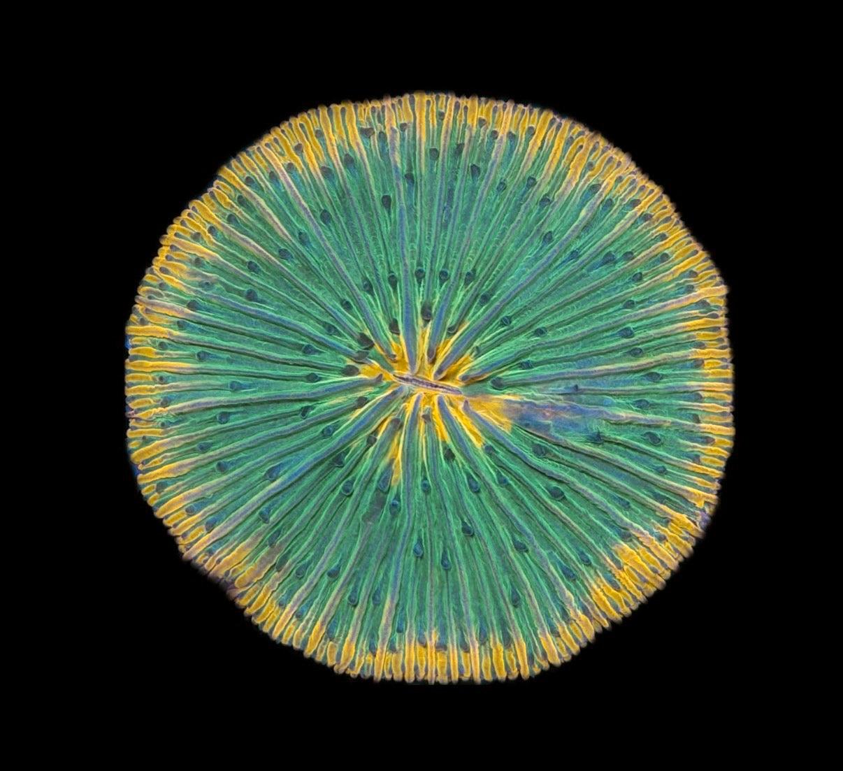 WYSIWYG Orange Rim UFO Fungia Plate 2.5" (WOW!)