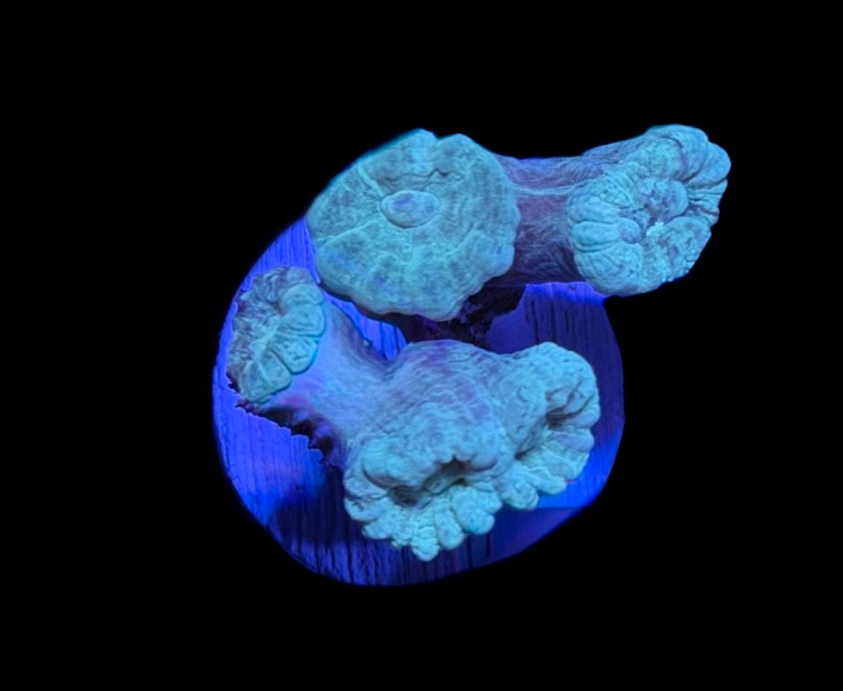 WYSIWYG Teal Candy Cane 1.5"