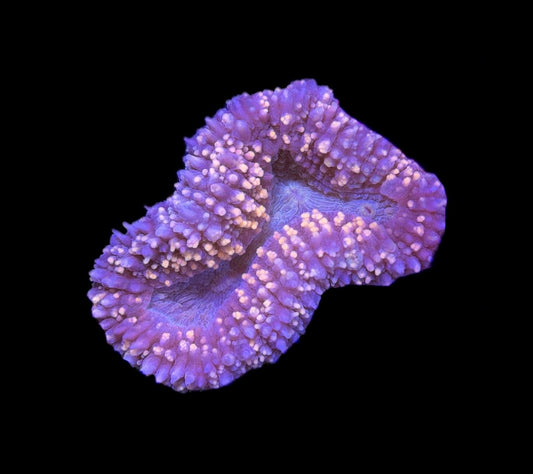 WYSIWYG Bi-Color Fuzzy Lobophyllia 3"