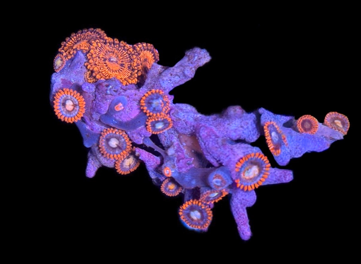 WYSIWYG Mixed Zoanthid Mini Colony 2.5" (WOW!)