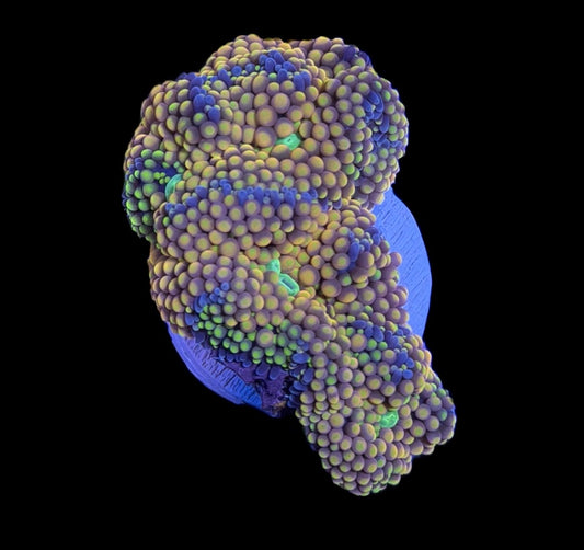 WYSIWYG Orange Rainbow Ricordea Mushroom 2.5" (FOUR SPLITTING POLYPS!)