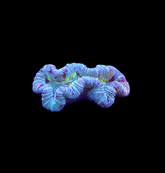 WYSIWYG Mini Ultra Trachyphyllia 3"