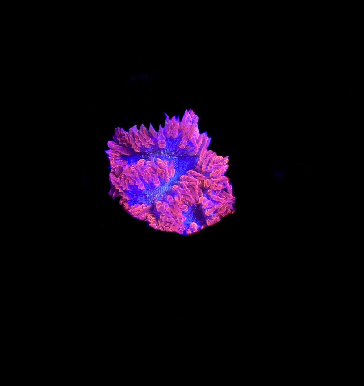 WYSIWYG Ultra Rock Flower Anemone