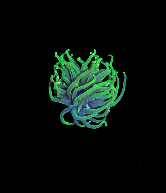 WYSIWYG Malaysian Hulk Torch Coral 3" (BRIGHT!)