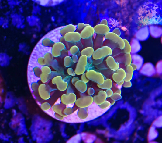 WYSIWYG Willy Wonka Hammer 1.5"