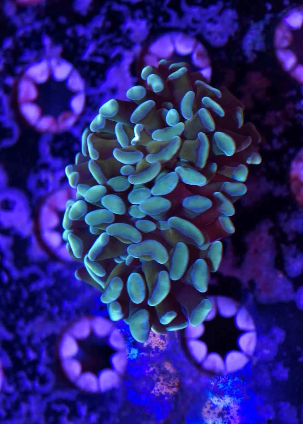 WYSIWYG Honey Comb Hammer 3" (TWO HEADS!)