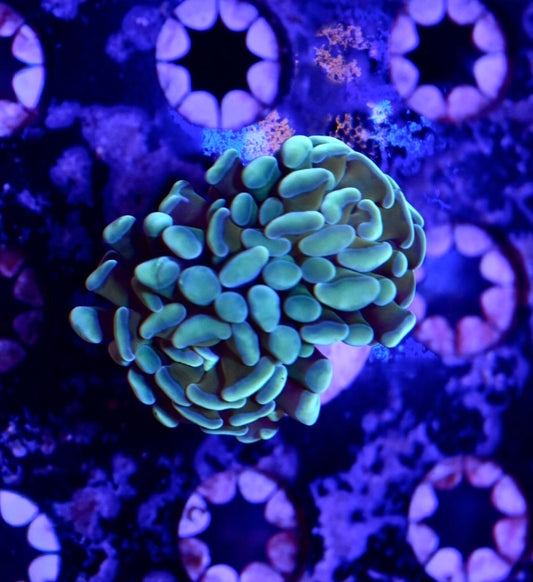 WYSIWYG Honey Comb Hammer 2.5"