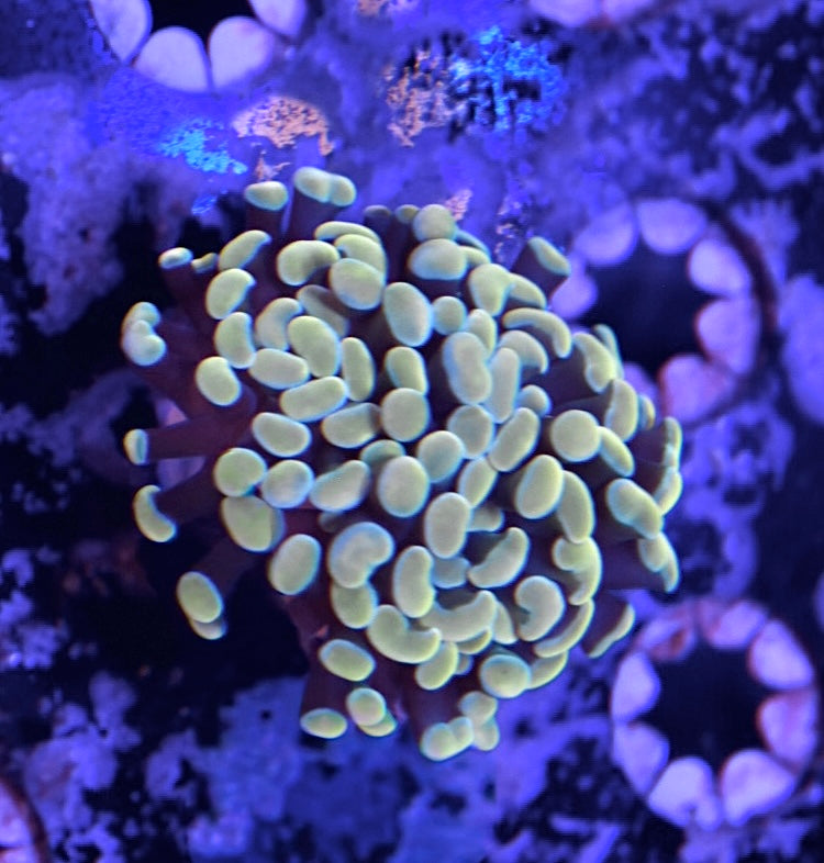 WYSIWYG Rainbow Gold Hammer 2"